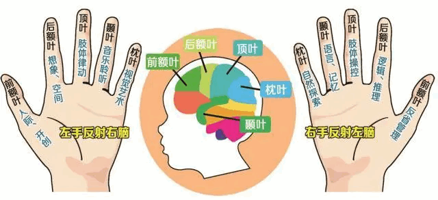 皮纹测试有科学依据吗？
