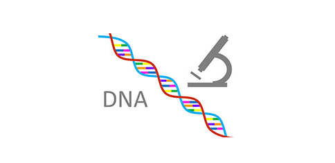 利用鸡血细胞进行DNA的提取与鉴定